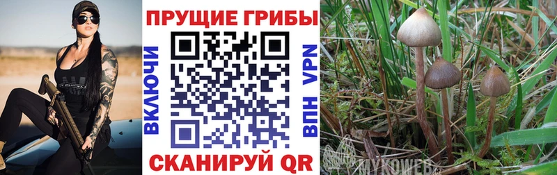 магазин продажи наркотиков  Лиски  Галлюциногенные грибы GOLDEN TEACHER 